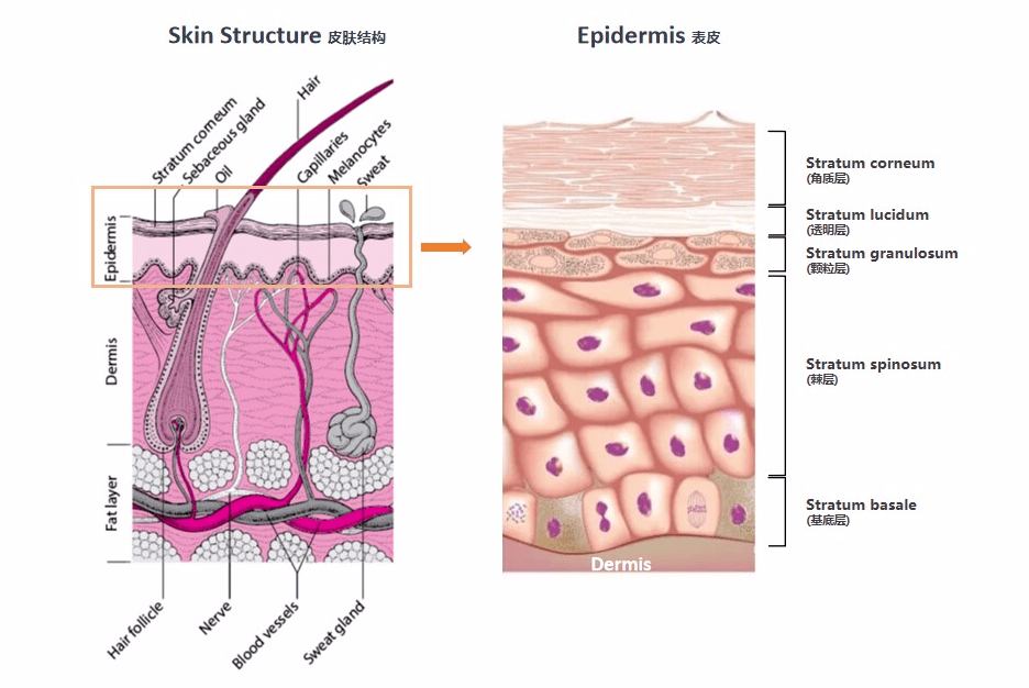 ▼ 表皮层(epidermis)主要有  角质形成细胞和  非角质形成细胞两类