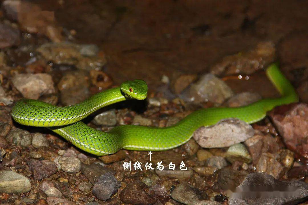 野外实用技巧|浙江毒蛇简单分辨(上)