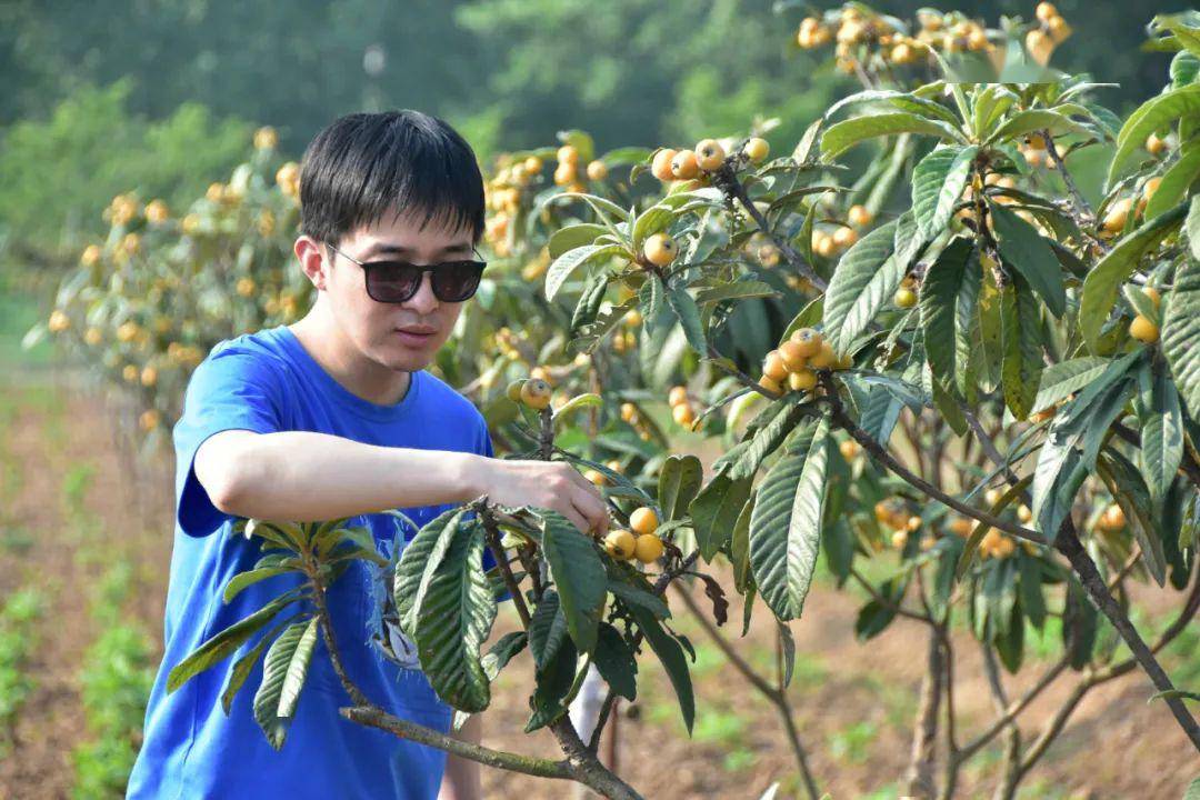 采摘推荐果儿熟啦又值枇杷垂枝头