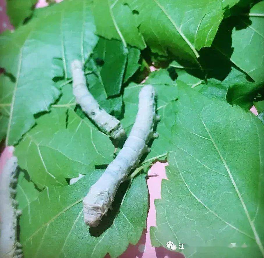 小满物致于此小得盈满记经开幼小满节气活动