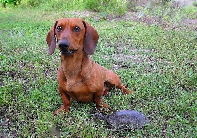 為何很少人願意養臘腸犬這6點是主要原因能接受的都是大佬