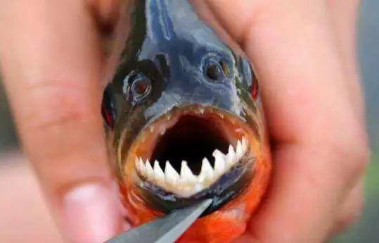 比如图中这种,人称水虎鱼,顾名思义,这种鱼的牙齿长得很像虎牙,而且他