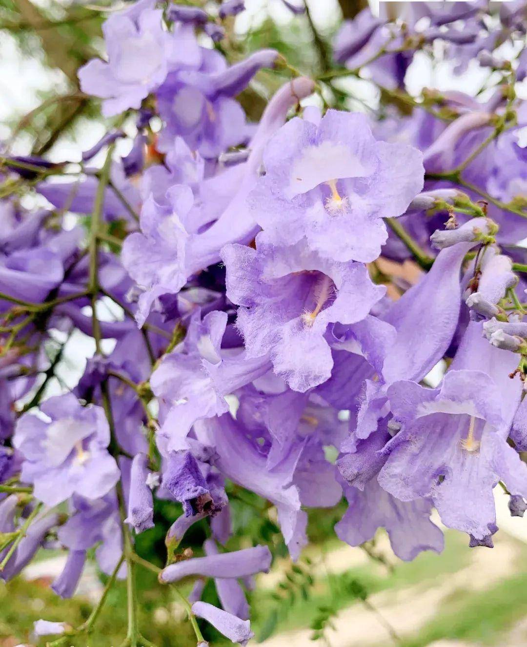 蓝楹花盛开!紫色一片,太迷人了!具体赏花地址在.