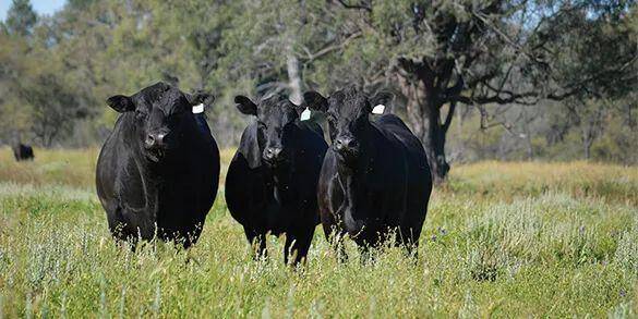 澳洲100%纯种黑安格斯牛