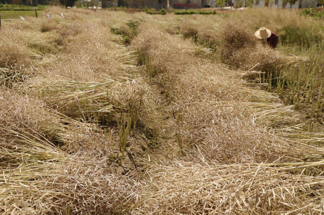 【习俗】午季油菜
