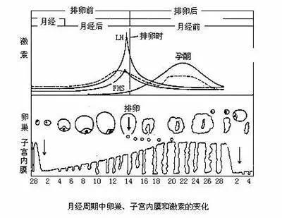 孕育科普  子宫内膜厚度多少才能让受精卵一见钟情呢?