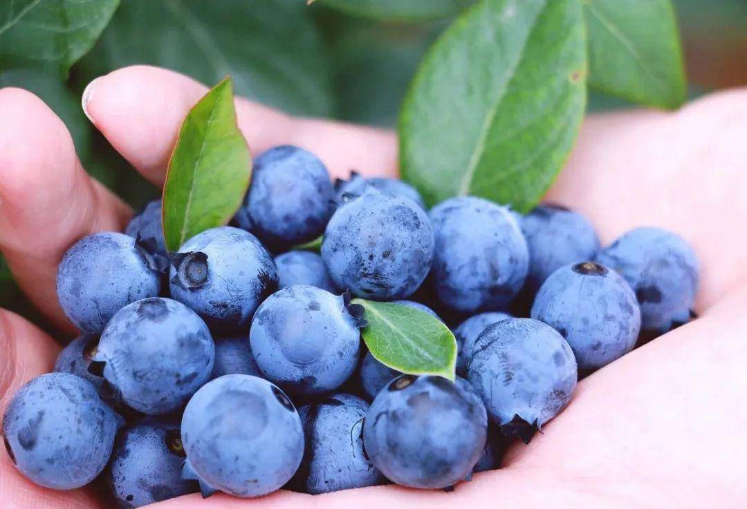 20元起蓝莓畅吃你想要的蓝胖子又又又来啦