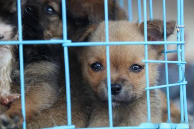 这些萌萌的宠物狗,张坤为了让他们获得足够的新鲜空气,顺便也跟着欧曼
