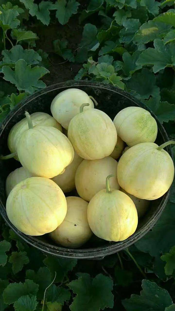 全国包邮!黑柳子香瓜盛大开园,请把最甜的瓜带给最爱的ta