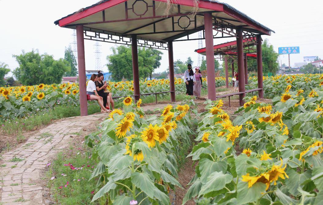 美景贴向阳而开广汉高坪这片花海等你来打call