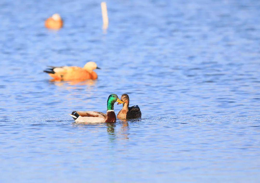 也可能是一条泥鳅,一只长臂虾……▲城市公园里的大斑啄木鸟▲岸上车