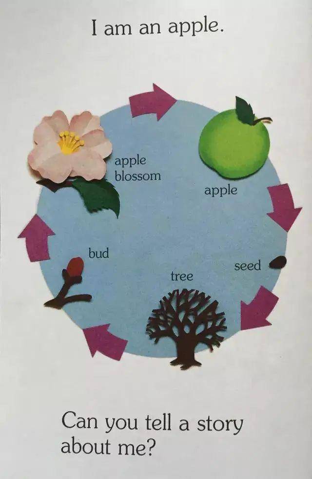 苹果树成长过程图片图片