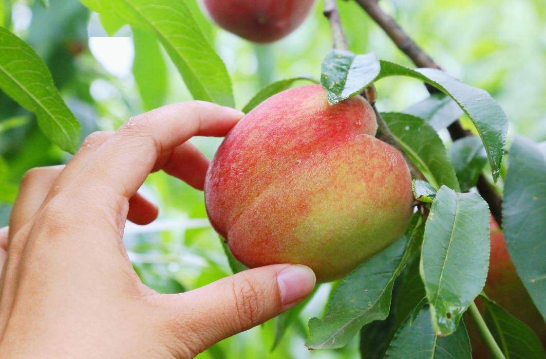 桃子熟了旅妹儿为你奉上广汉桃子采摘地图