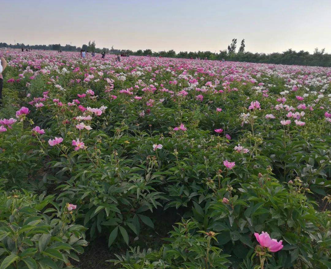文安一处花海美景离你10分钟