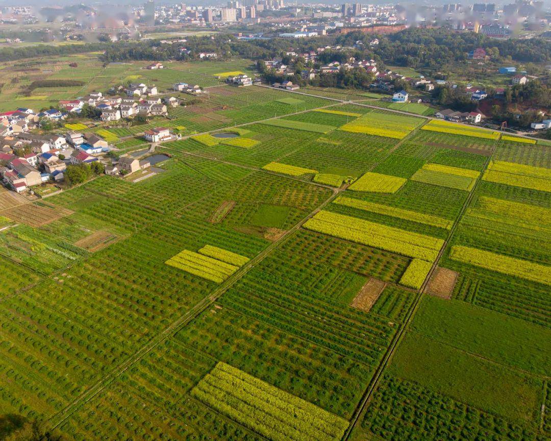 厉害了洞阳这个地方千亩果园网红打卡地湖南卫视浏阳融媒整版报道