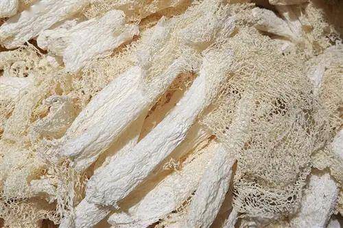 八大山珍之一的竹笙最适合夏天食用但是你会烹饪它吗