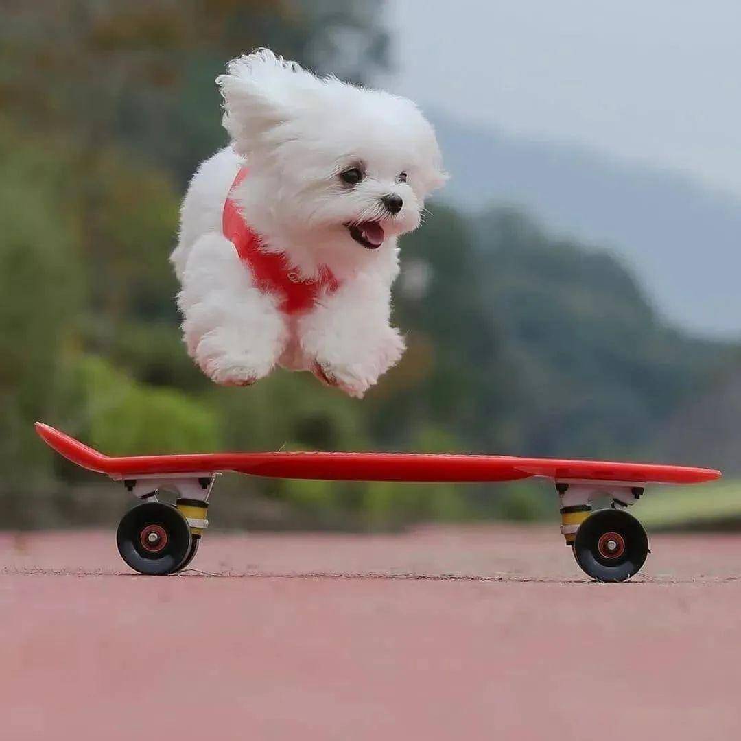 什么叫开心到飞起看这只狗狗就明白了