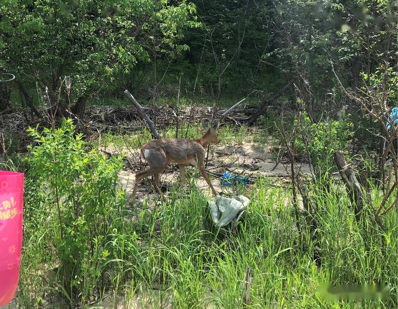 勤得利农场林业畜牧渔业科救助一只野生袍子