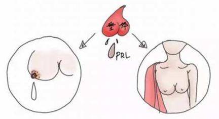 的功能,哺乳期女性泌乳素水平生理性升高,起到促使乳腺分泌乳汁的作用