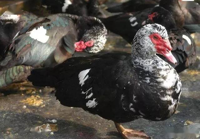 商品番鸭和种番鸭的饲养管理技术