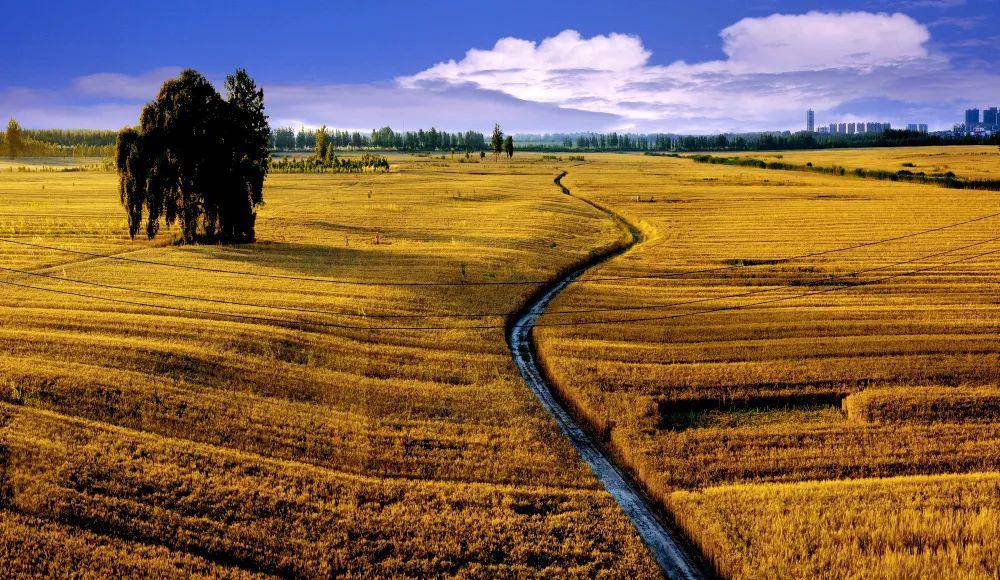 【团风美景】罗霍洲上麦穗饱,风掀如浪万顷黄