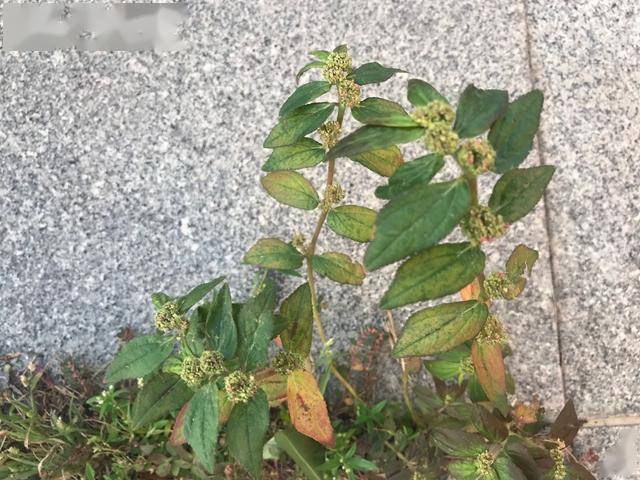 解毒疗疮,擅治皮肤疾病的大飞扬草_手机搜狐网