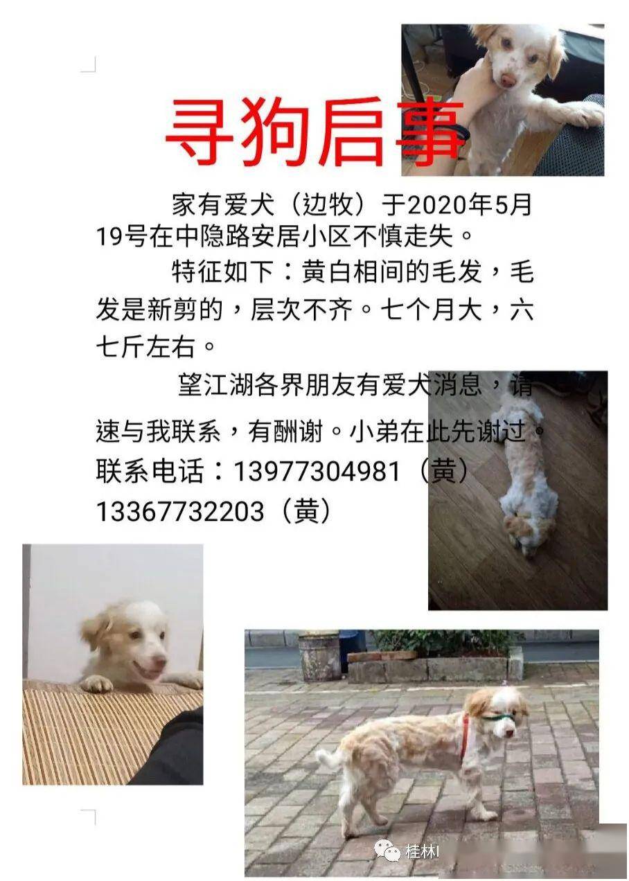 捡到的狗狗寻主人可领养寻狗启事
