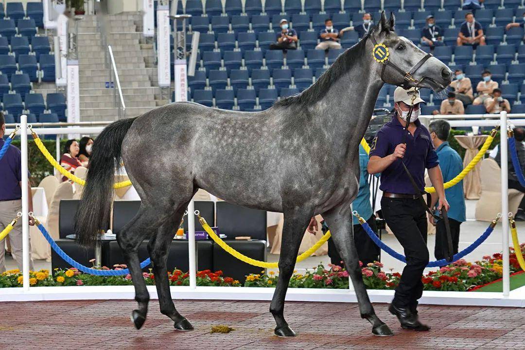 【香港国际马匹拍卖会】「巴基之星」马主投得kodiac子嗣