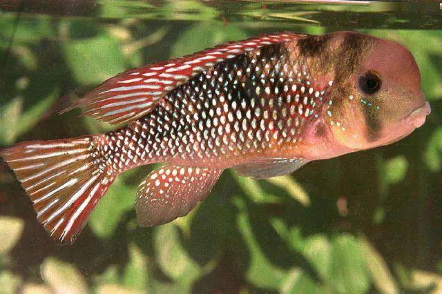 食土鲷品种图鉴栖息地原生态造景