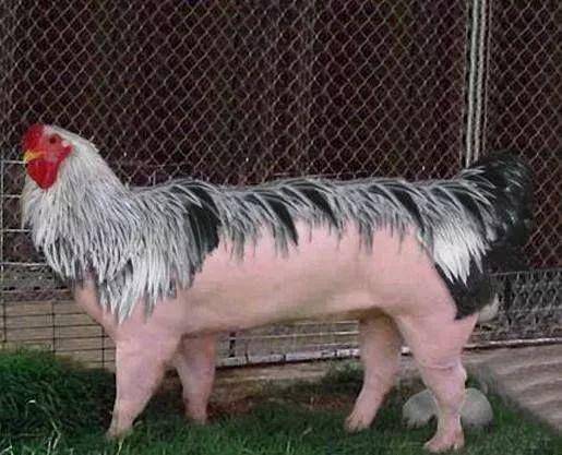 太稀奇了!你绝对没有见过的稀世奇照!_大象