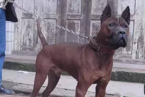 7大中国本土猛犬,每一种都超帅,不输美国比特犬