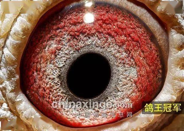 冠军鸽眼欣赏
