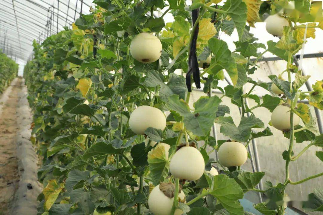 村 19139712259有玩的,当然离不开吃的——餐饮农家乐居易生态园地址