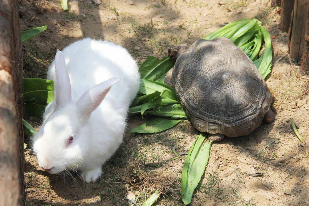 1元,暢遊南通森林野生動物園!_童夢