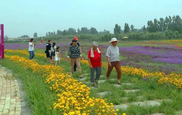 300亩花海正开放!这是商丘夏日打卡新去处