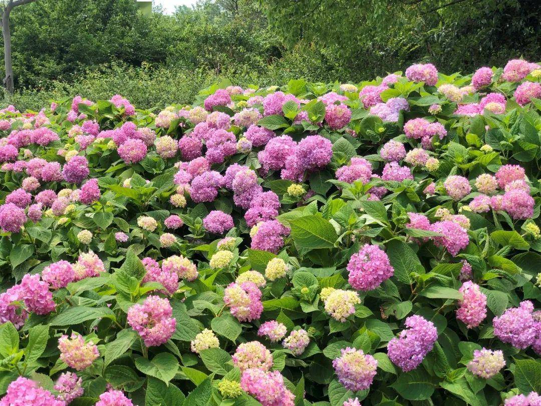 璀璨初夏,来世纪公园赏八仙花缤纷绽放_手机搜狐网