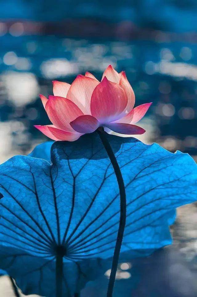 ▼陈蓉晖小提琴《荷花颂》