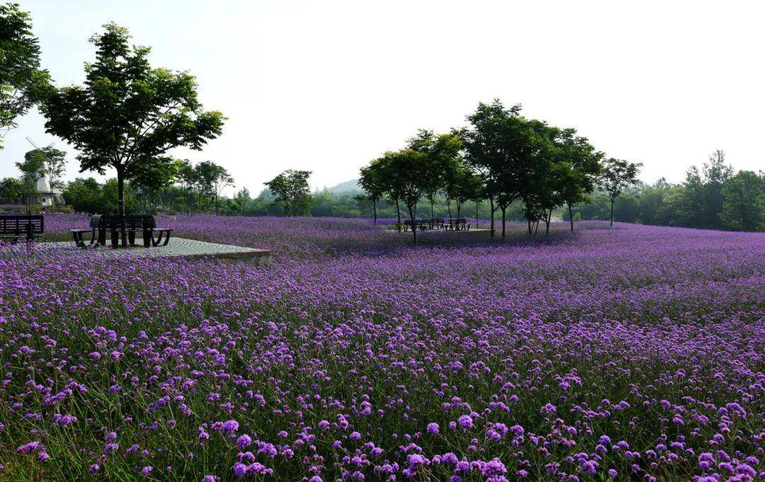 我们:肖建华 | 米粒花世界,一片紫色的海