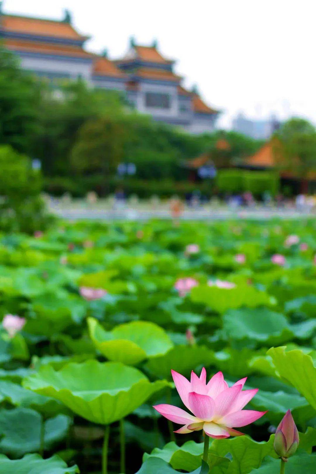 夏日荷韻,67順峰山公園荷花已連片盛開,週末約起!_青雲湖