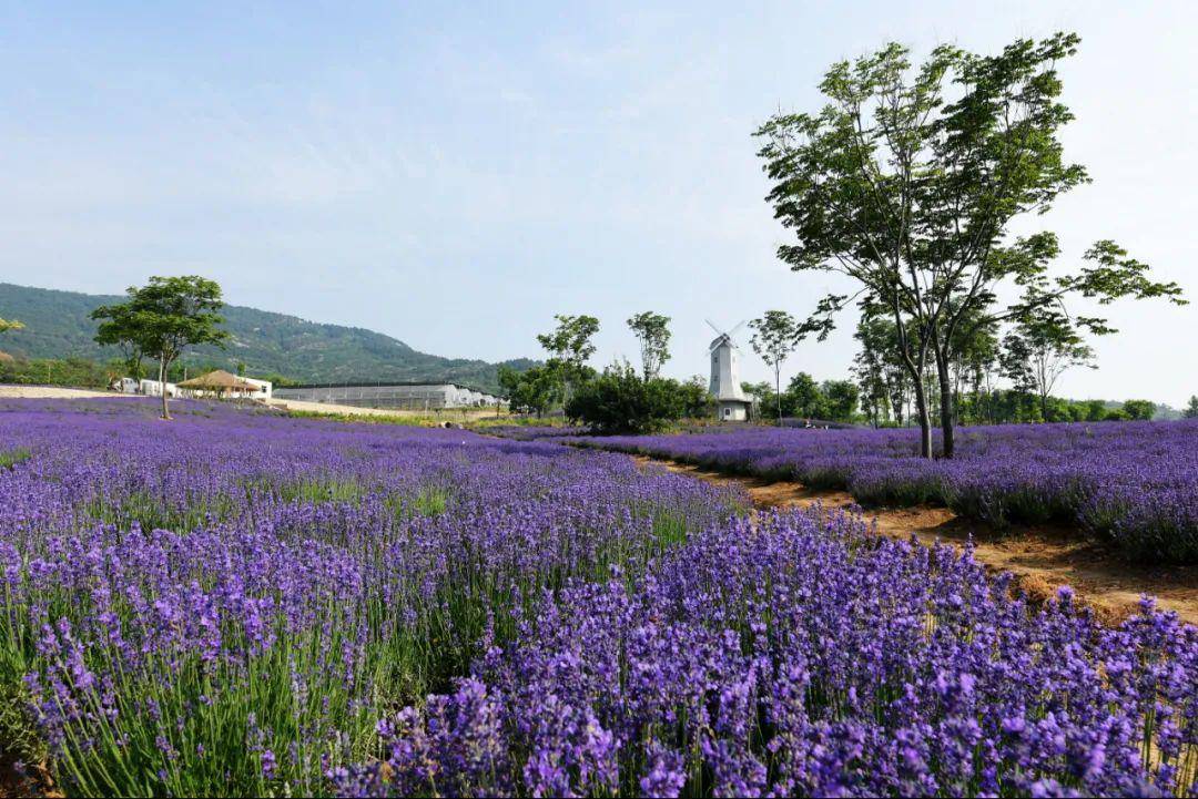 我们:肖建华 | 米粒花世界,一片紫色的海