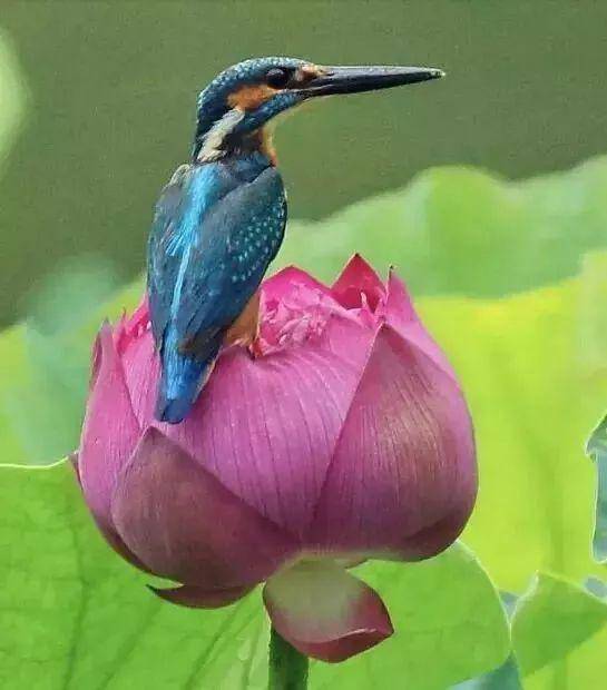 ▼陈蓉晖小提琴《荷花颂》