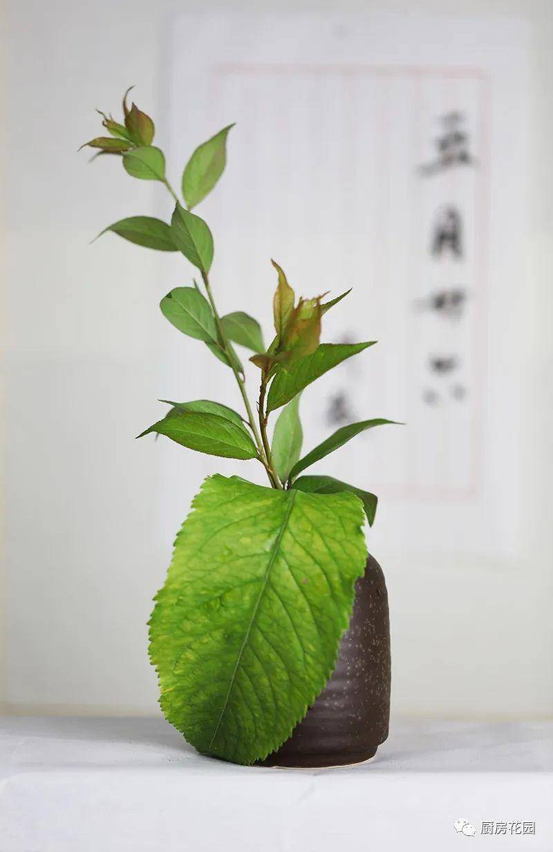 一日一蔬:5月26日,西梅折枝图_zh