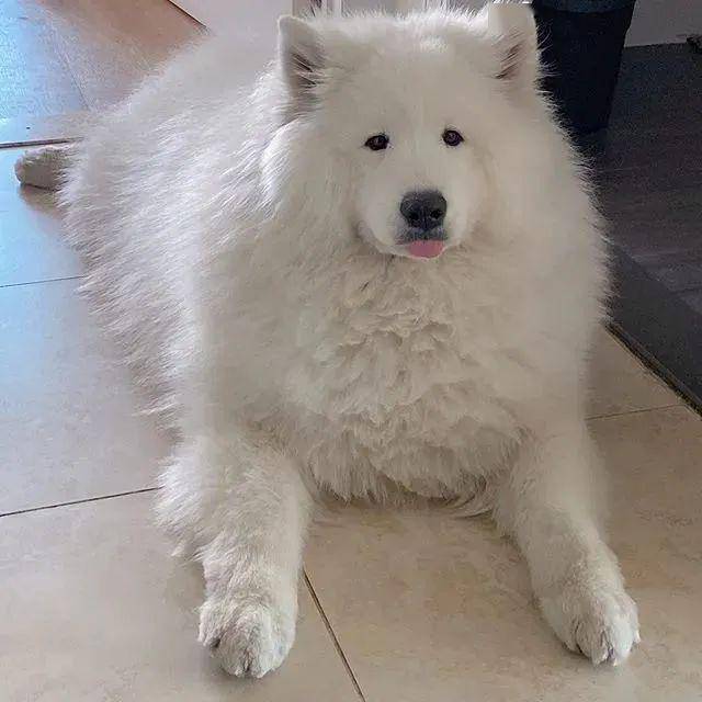 小时候是一窝狗狗里最瘦小的但长大后网友这是萨摩猪吧