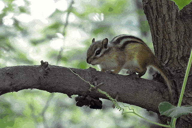 你能想象那些表情包,四会萌宠61大虫生态动物乐园看孔雀表演,与白马