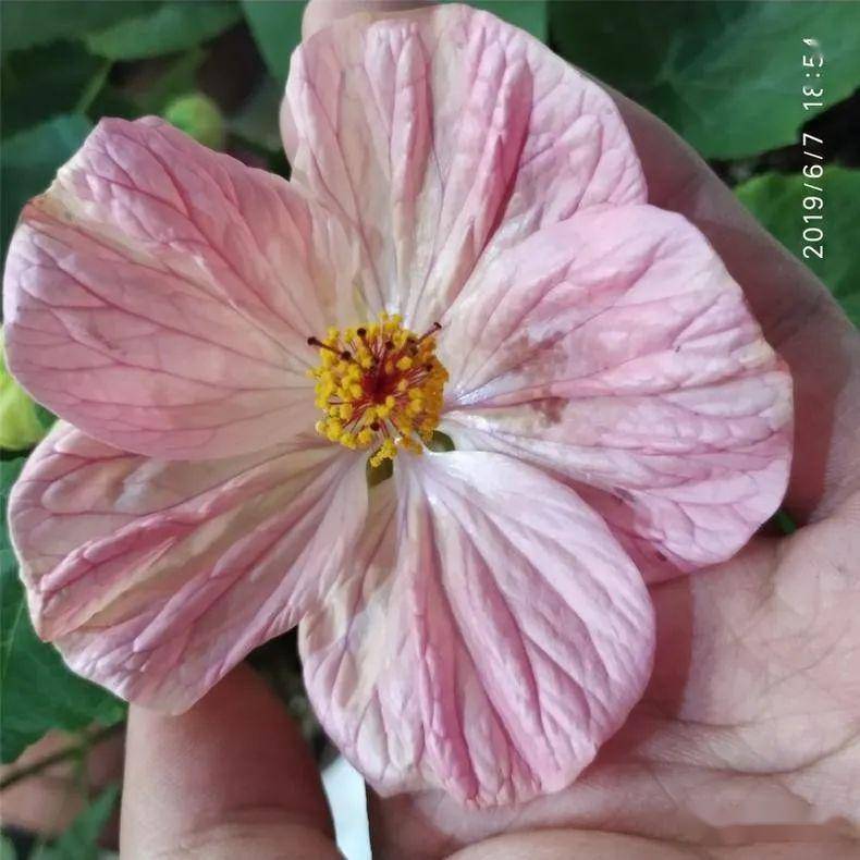 养花论坛：让花草之美在交流中绽放
