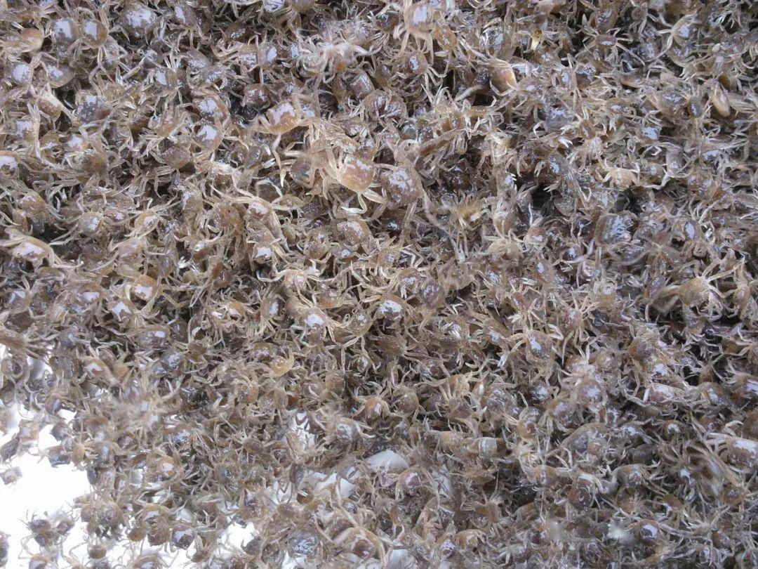 豆蟹,藏匿在贝类中的迷你横行公子