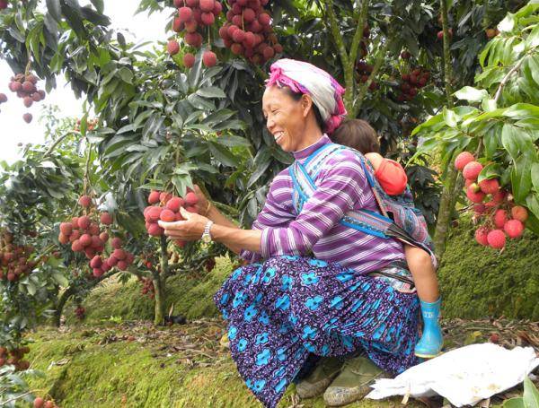 超荔害红河屏边县妃子笑荔枝成熟上市啦