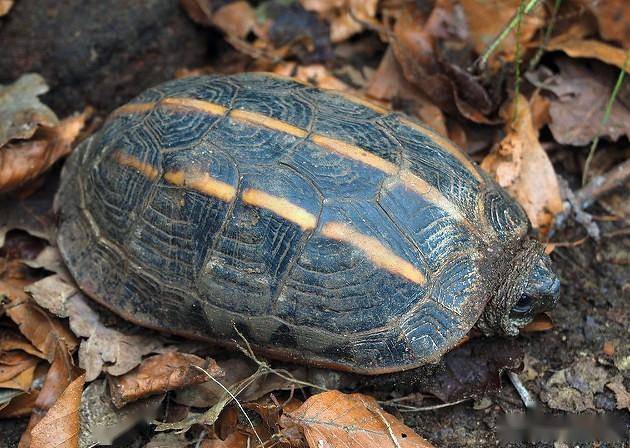 一日一龟——三棱黑龟