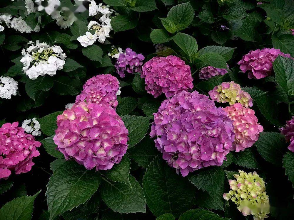 手机拍照13 | 八仙绣球花梦幻绽放(上)