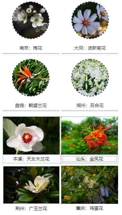 全国56市市花太美了赶紧看看你家乡城市的市花